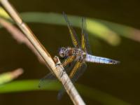 Spitzenfleck Libelle Männchen